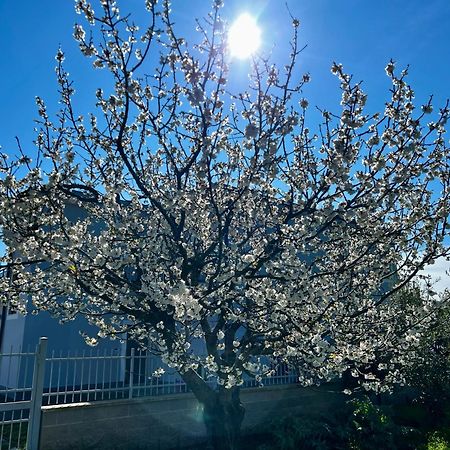 A Casa Di Marco Guesthouse - Apt Di Ciampino E Stazione Per Roma มารีโน ภายนอก รูปภาพ